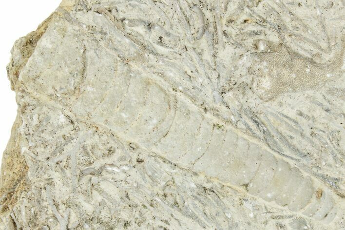 Ordovician Cephalopod Fossil - Ohio #270114